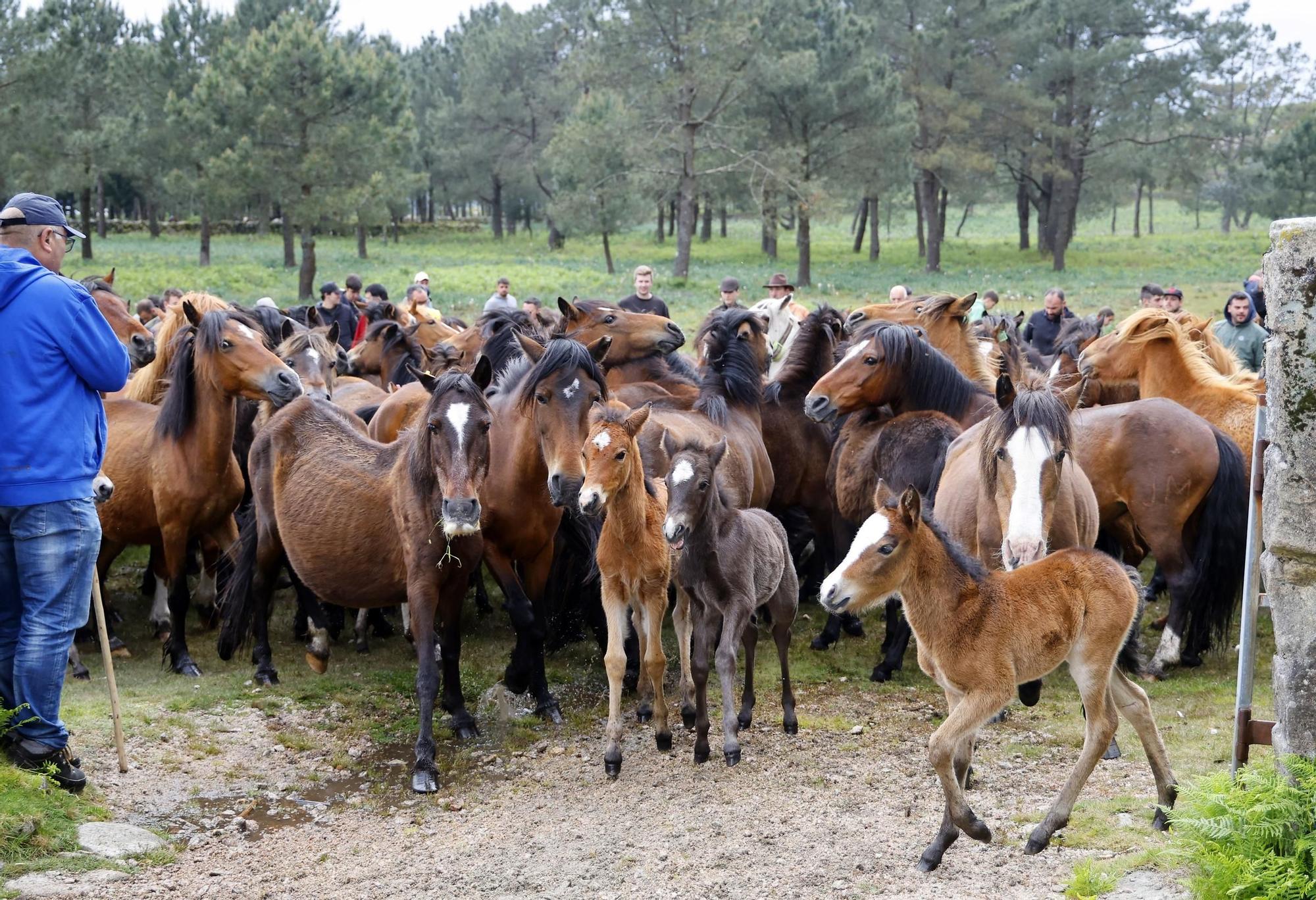 Valga inaugura la temporada de curros
