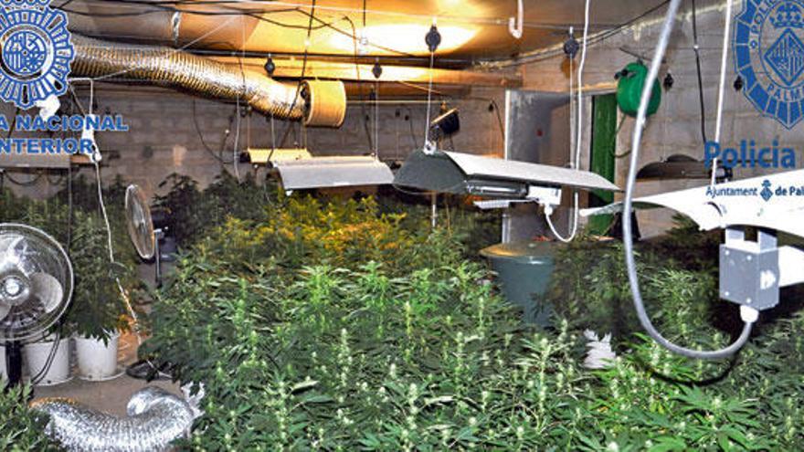 Intervienen más de 1.000 plantas de marihuana en una casa de Son Ferriol