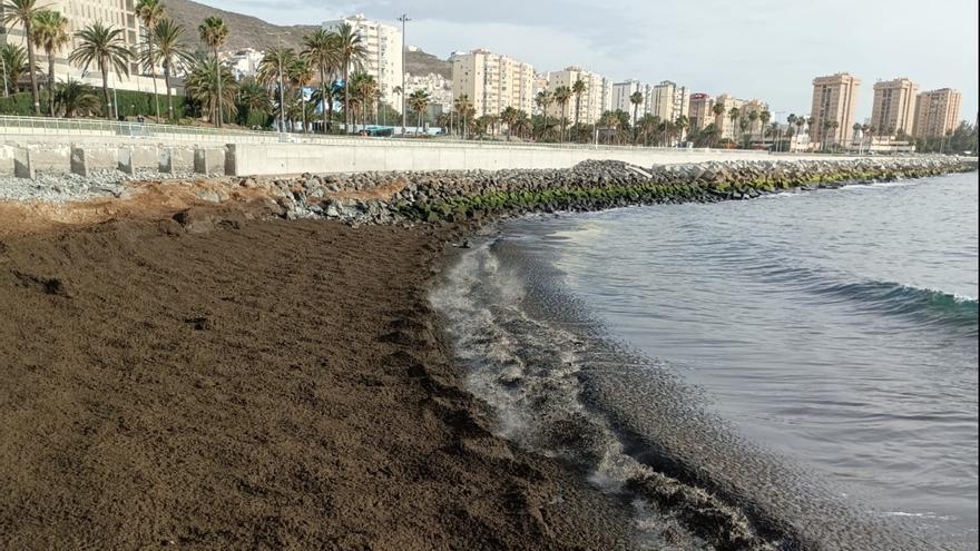 Algas en el litoral y muelle y playa de San Cristóbal barrio marinero