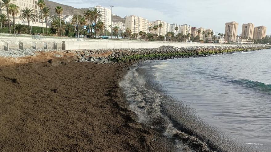 Las algas asiáticas invaden el litoral de Las Palmas de Gran Canaria en un avance imparable