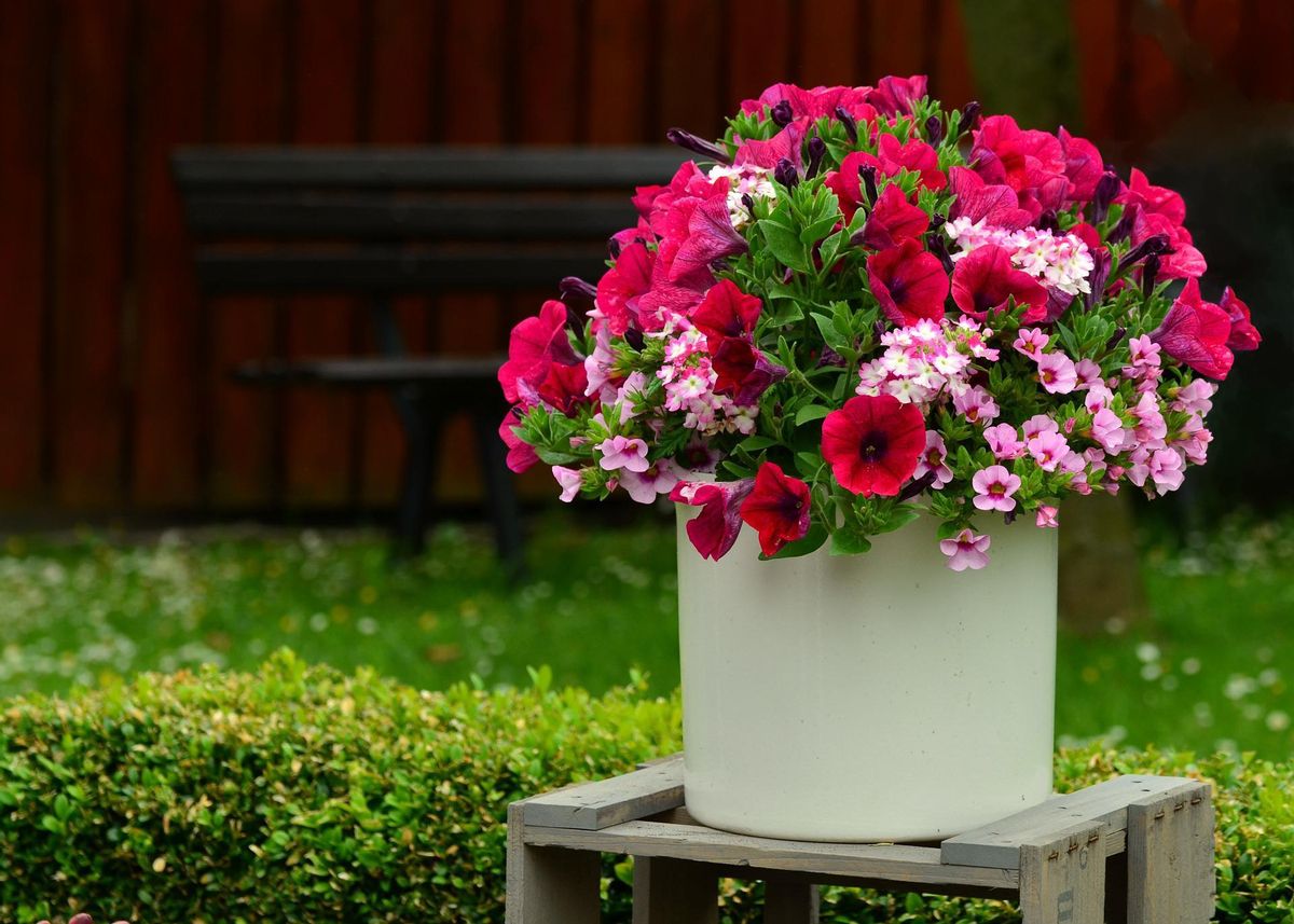 Las flores de la petunia llenarán tu casa de color y de un agradable aroma
