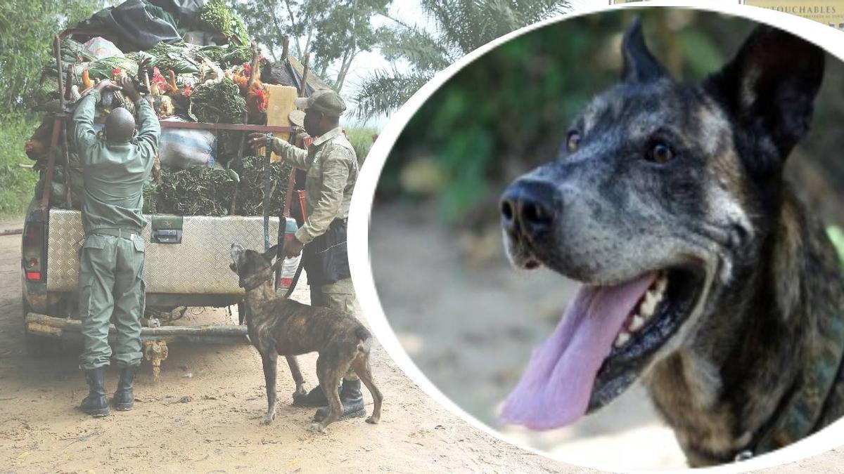 Holly, la gossa policia que lluita contra el tràfic d'animals a Àfrica