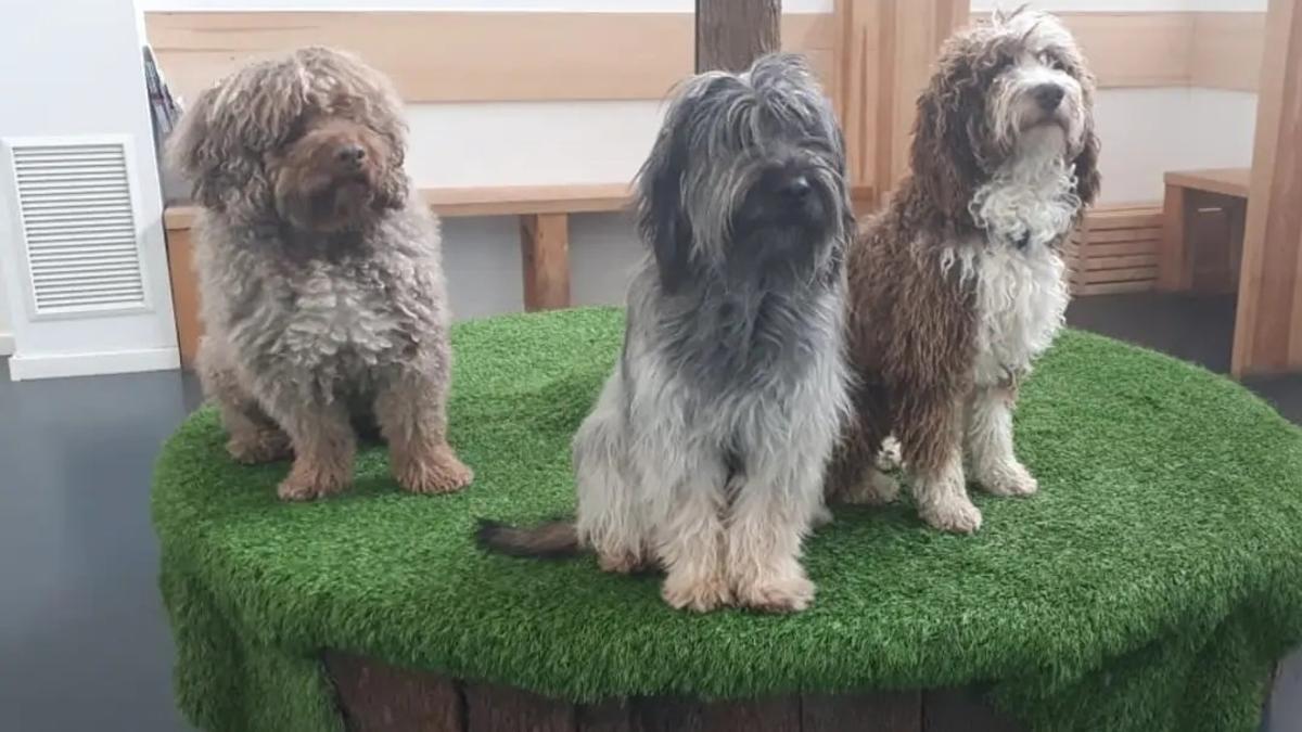 Tres perros en una clínica veterinaria.