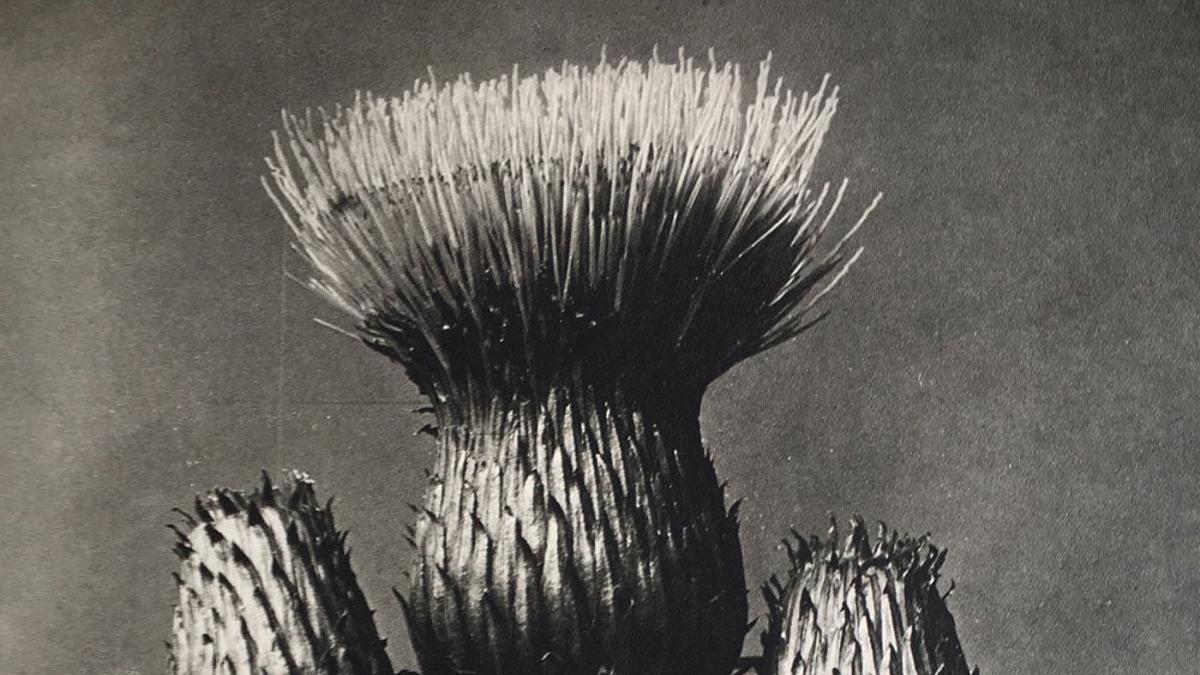 Karl Blossfeldt