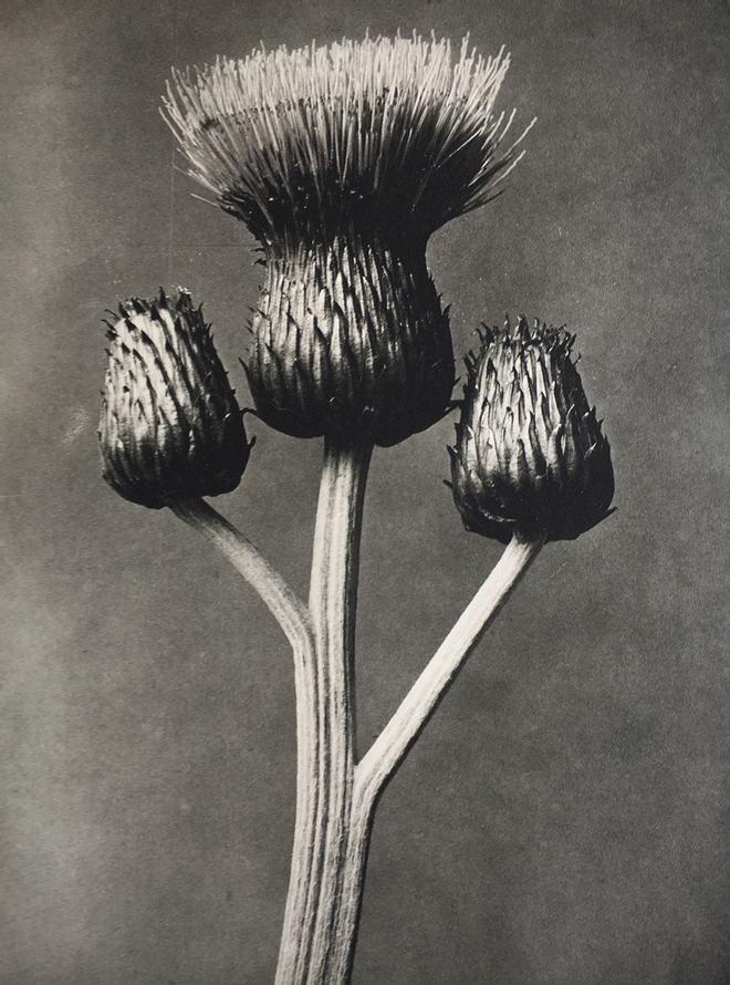 Karl Blossfeldt