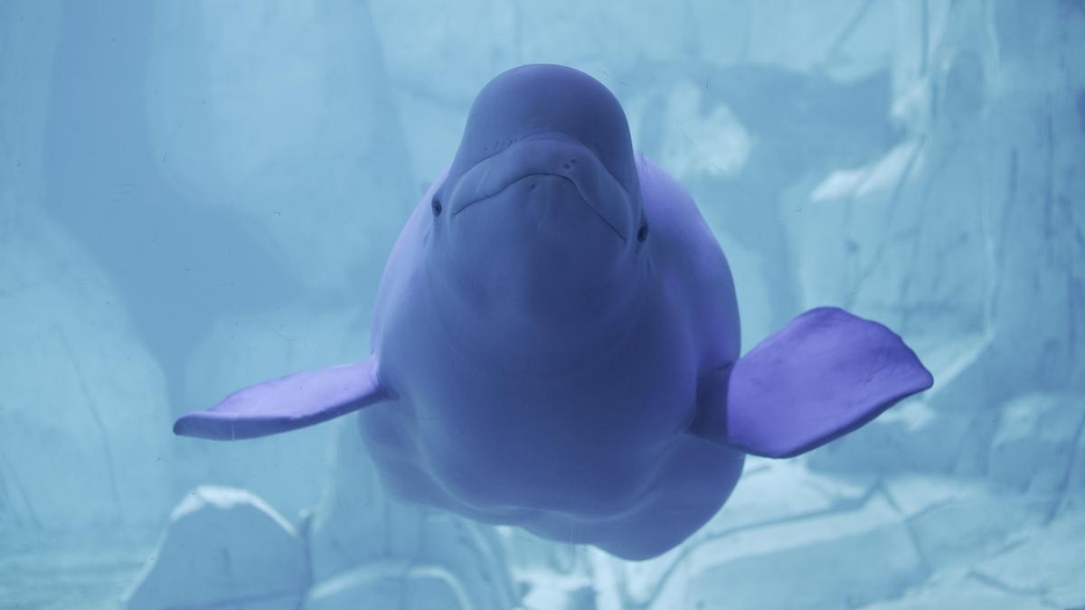 El Oceanogràfic posee la única familia al completo de belugas.