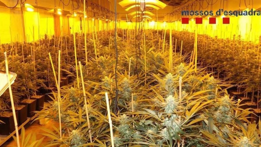 Un hombre cultivó marihuana en suelo público