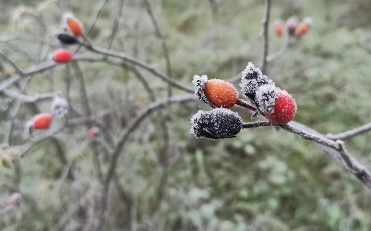 Planta helada por el frío.
