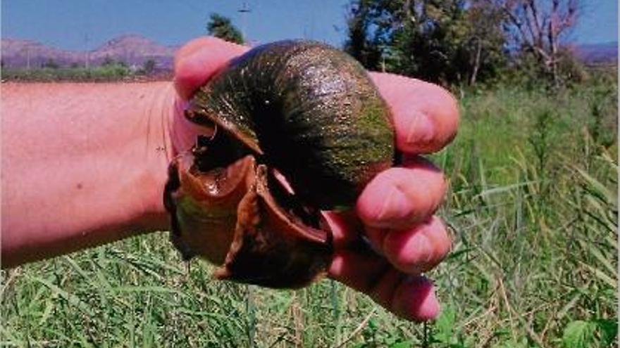 Un dels exemplars de cargol poma capturats a la parcel·la afectada situada a Palau-sator.