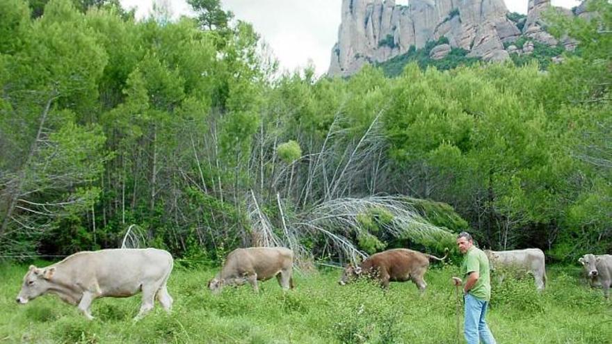 Vaques pasturant pel parc natural de Montserrat, a la zona de Can Maçana