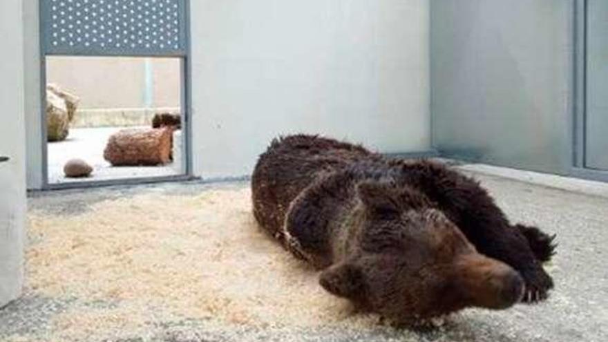 El oso, en el Centro de Recuperación de Fauna Silvestre.