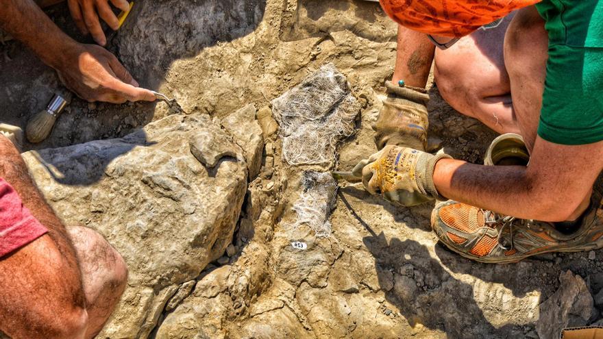 Hallados en La Rioja restos óseos de tres dinosaurios distintos