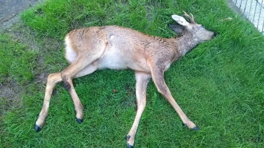 Un corzo muere atropellado en la Avenida del Mar