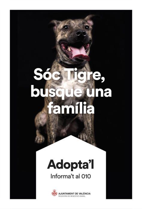 València pone cara y nombre a los perros de Benimàmet que buscan familia de adopción