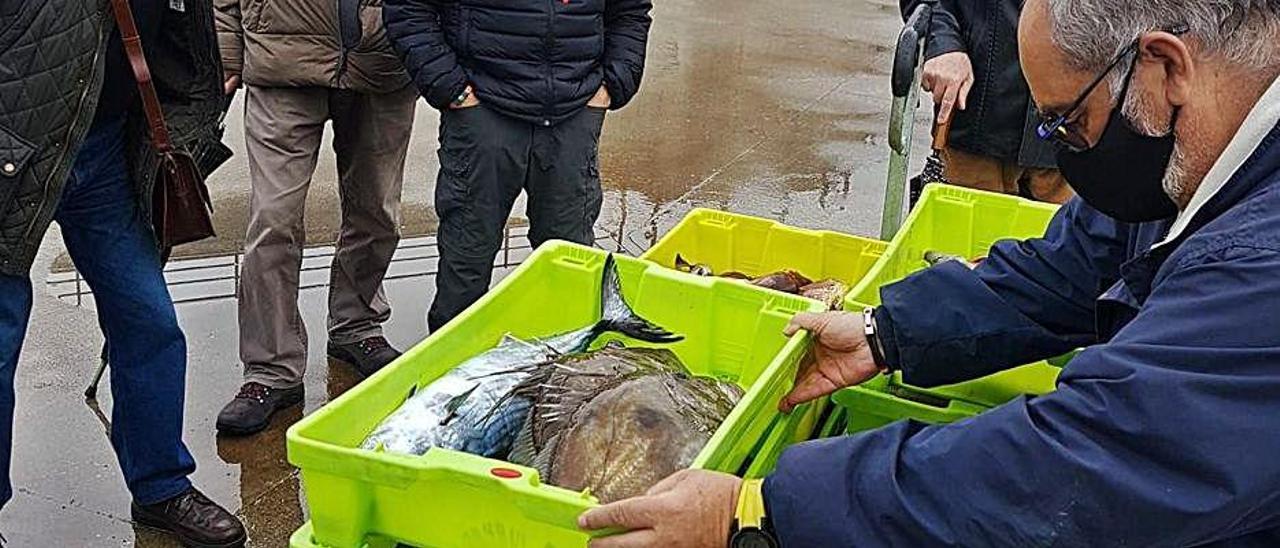 Descarga de pescado en el muelle de Candás. | P. F.