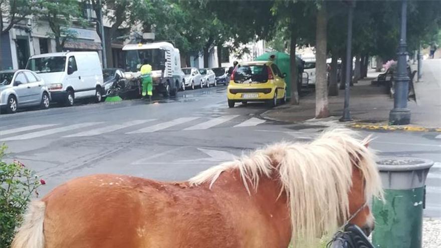 Buscan al dueño de un pony que ha aparecido en puerta de Palmas de Badajoz