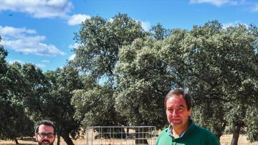 El Dehesafío planta encinas en fincas de dehesa cordobesas