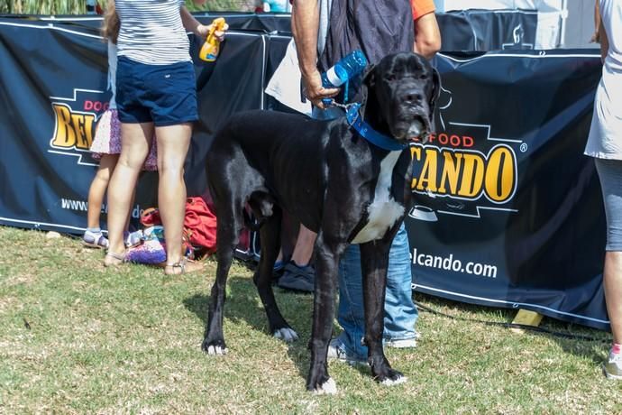 II Feria de Mascotas en Maspalomas