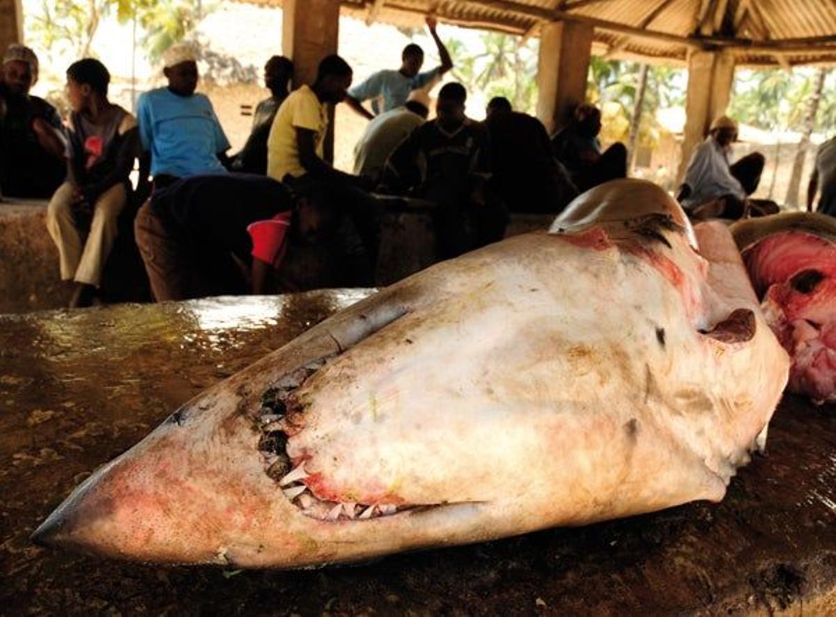 Lonja de pescado en Mkokotoni.