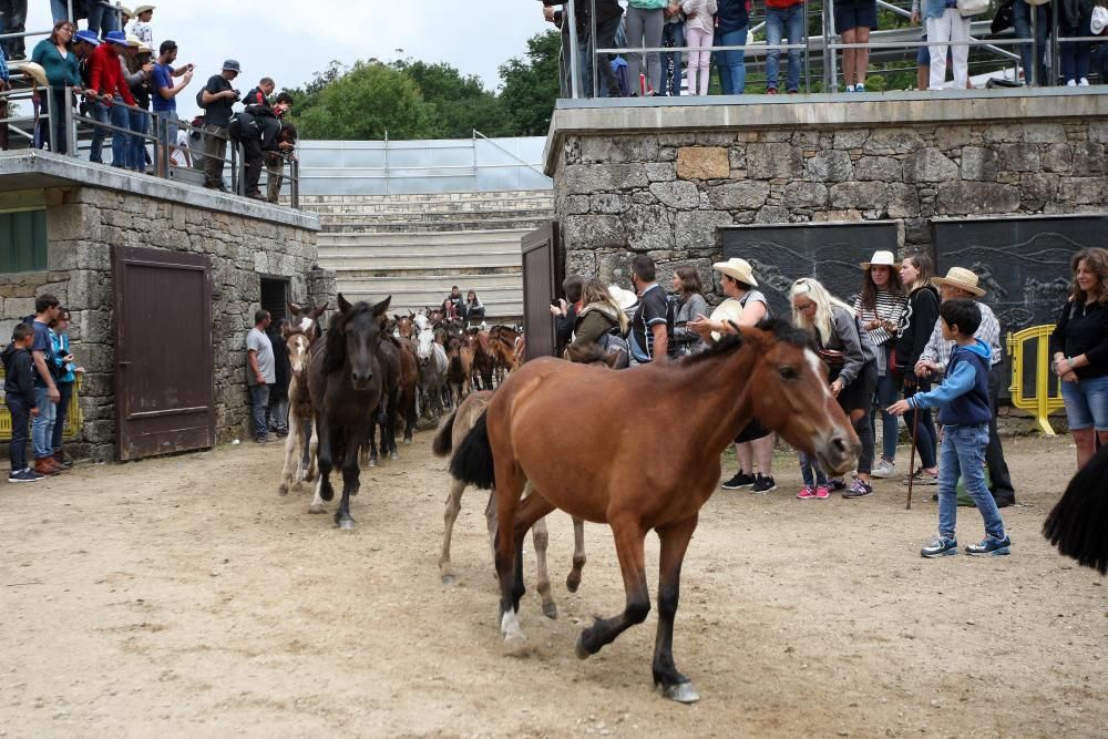 Última jornada de A Rapa das Bestas 2017