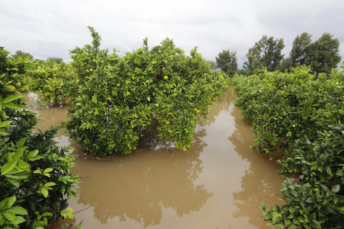 Las lluvias han dejado hoy importantes cantidades de agua en muchos municipios de Valencia.