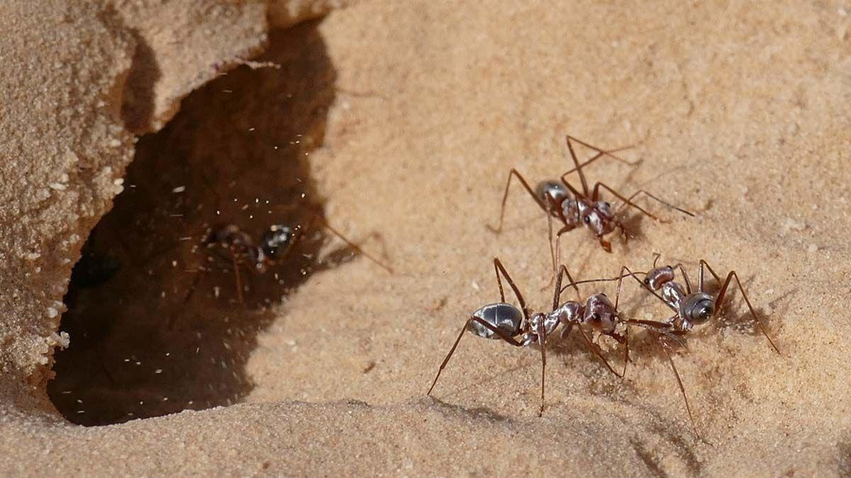 Hormigas en casa? Descubre diez remedios naturales para acabar con ellas