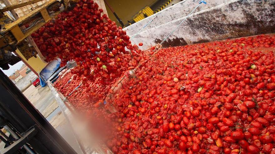 Carga de tomates en camiones en la Llosa, ayer, camino de Buñol.