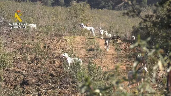 Investigada una sociedad local de cazadores de Las Villuercas