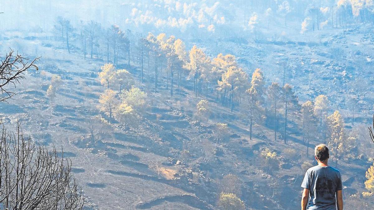 Un hombre observa uno de los pinares arrasados por el incendio de Burgohondo, en Ávila