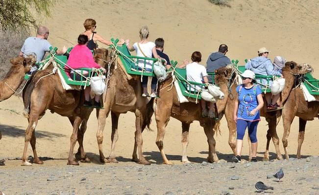 CAMELLOS DUNAS MASPALOMAS