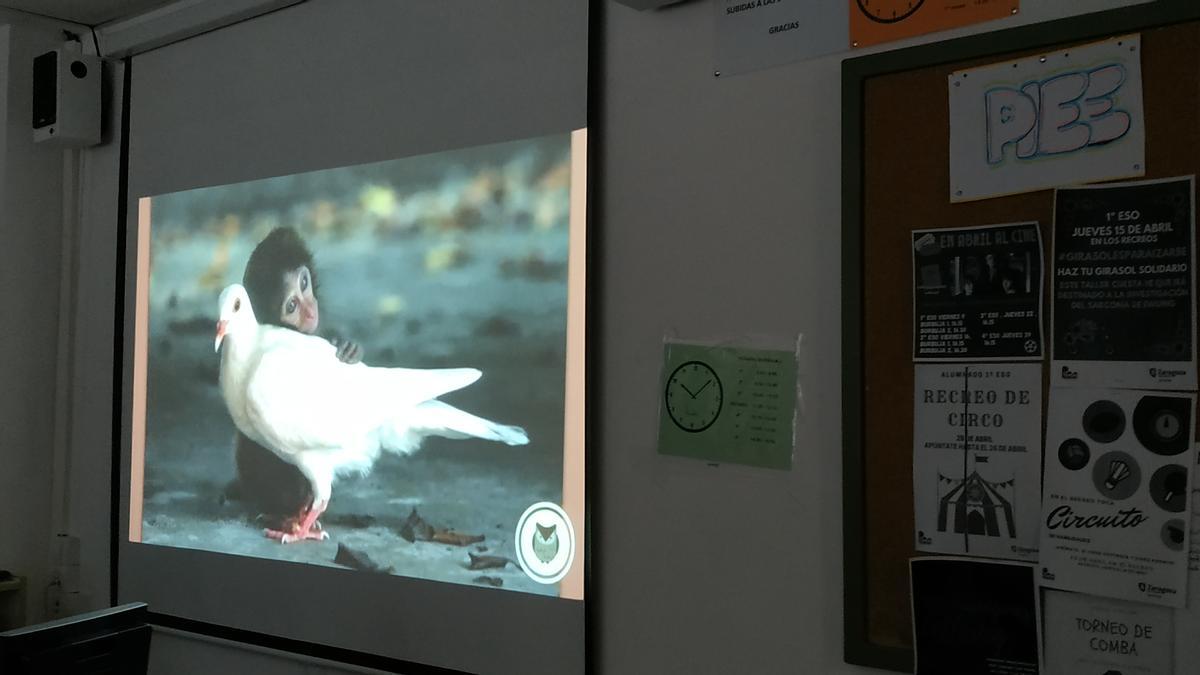 Uno de los videos de la charla del programa Mundo Animal que se impartió a los alumnos del IES.