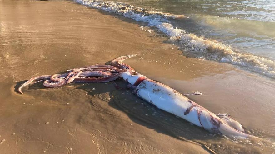 Un monstruoso calamar de varios metros causa asombro en Asturias