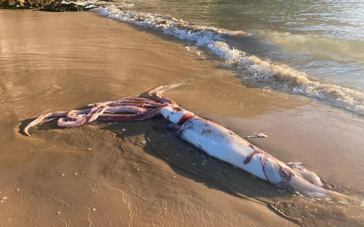 El calamar gigante ha sido hallado en Asturias