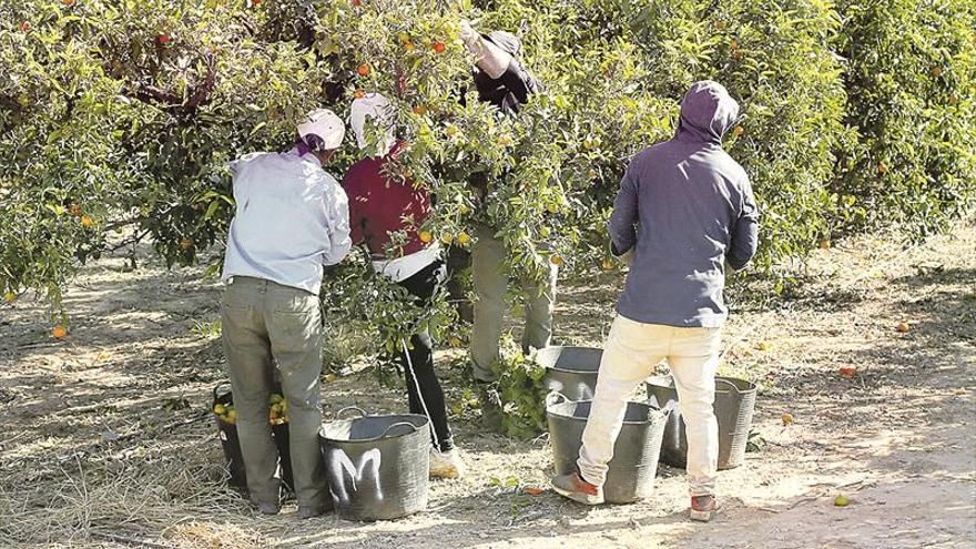 La baja producción eleva el precio de la clemenules a máximos de 10 años