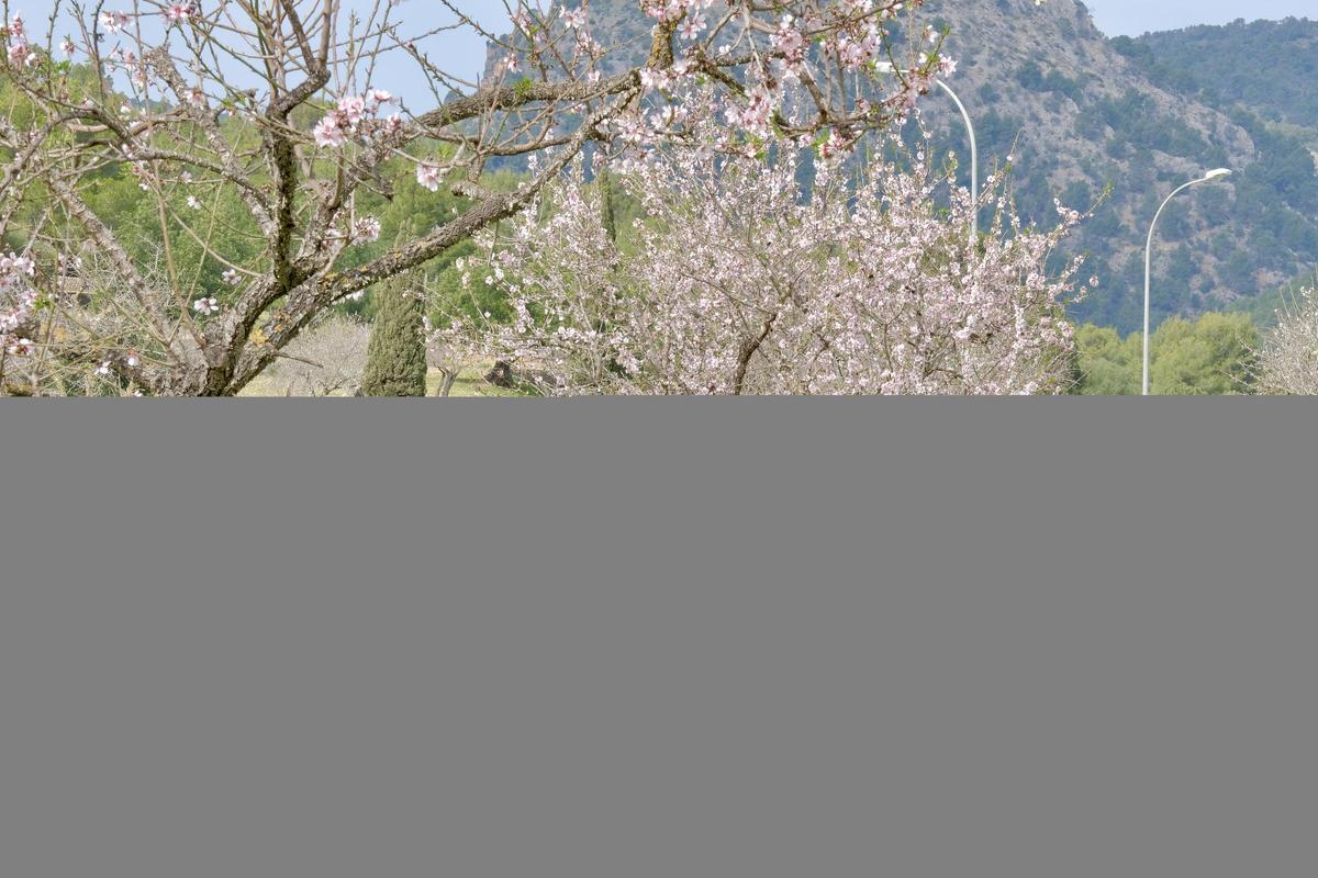 Las fotos de la tardía floración de los almendros en Mallorca Las fotos de la tardía floración de los almendros en Mallorca