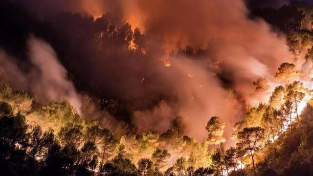 Unvergessenes Flammenmeer: Bei dem Inferno im Sommer 2013 brannten in Andratx, Calvià und Estellencs insgesamt 2.335 Hektar Busch- und Waldland ab.