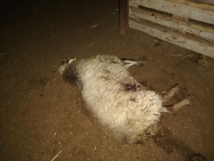 Tres perros matan a veinte ovejas en una finca en Telde