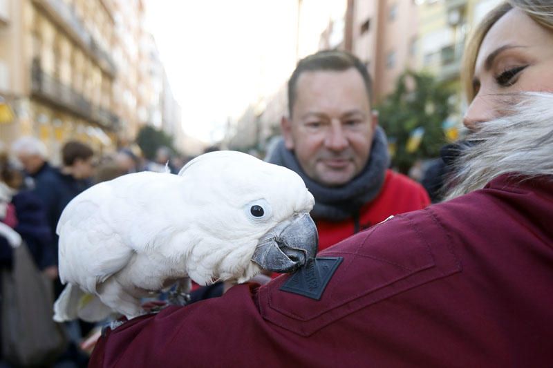 Fiesta de Sant Antoni en la ciudad de València