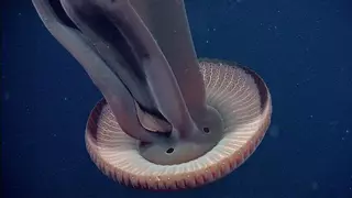 Así es la medusa gigante que también vive en aguas de España: hasta 10 metros de largo