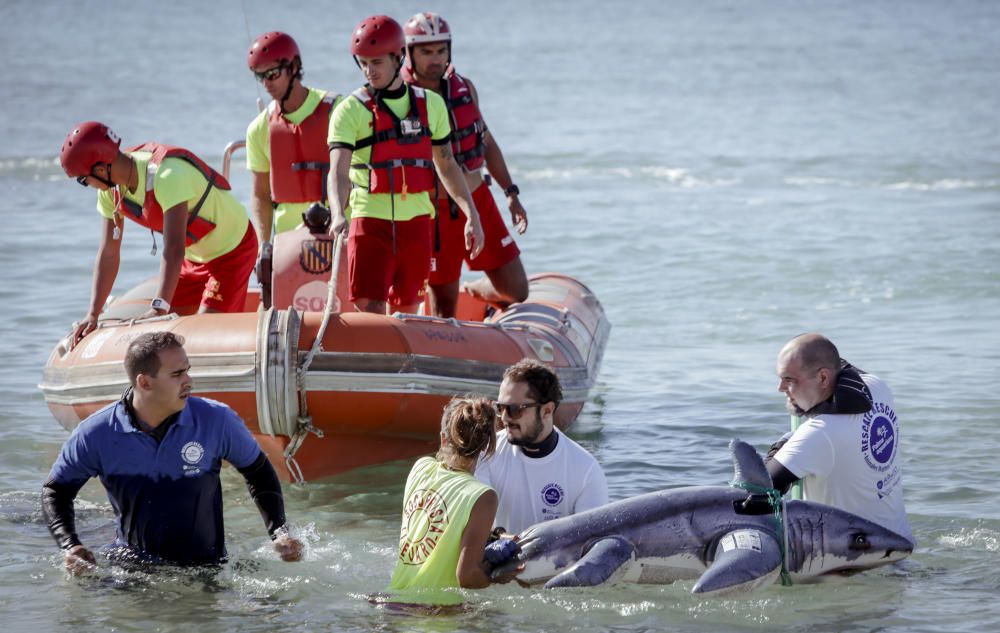 Hai-Alarm mit Happy-End auf Mallorca