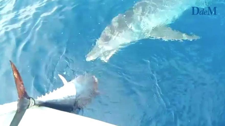 Un tiburón marrajo devora un atún rojo en la costa de Andratx