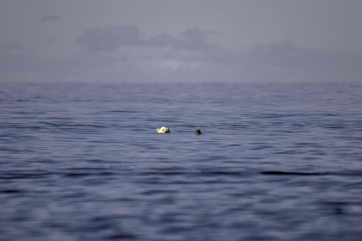 Así viven los osos polares en Hudson Bay, cerca de Churchill (Canadá).