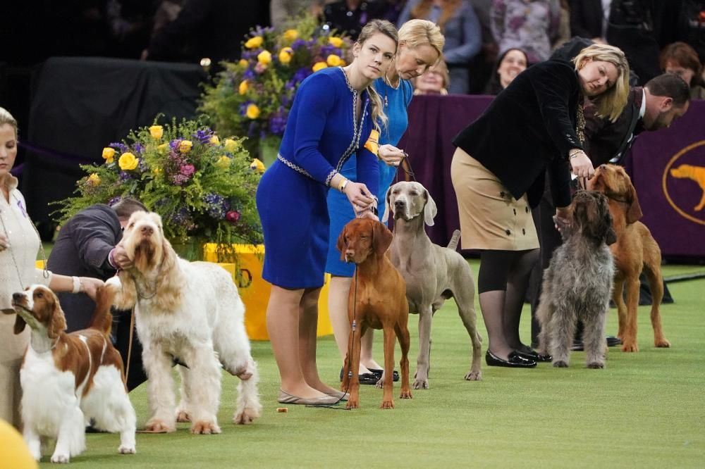 Les millors fotos del concurs de gossos Westminster Kennel Club Dog Show 2020