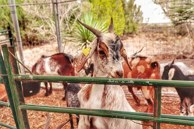 Feria de ganado y procesión por las Fiestas de San Benito en La Laguna, julio 2022