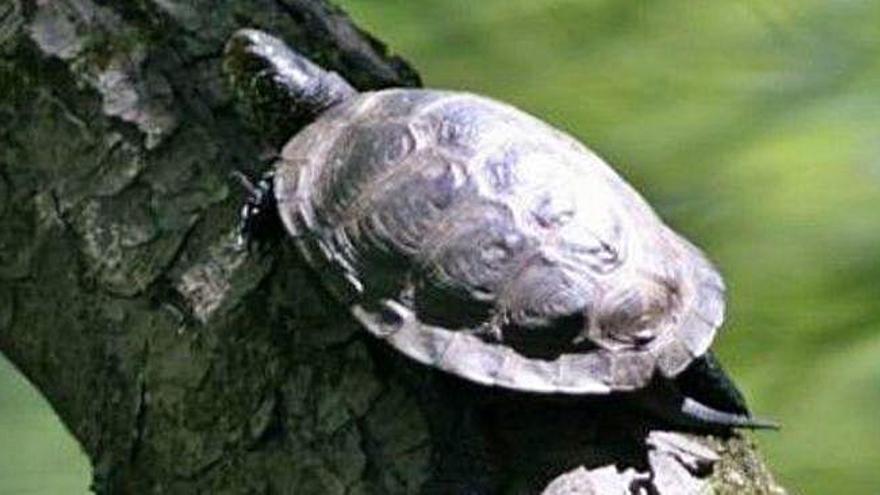 La tortuga, víctima de una &#039;invasora&#039;