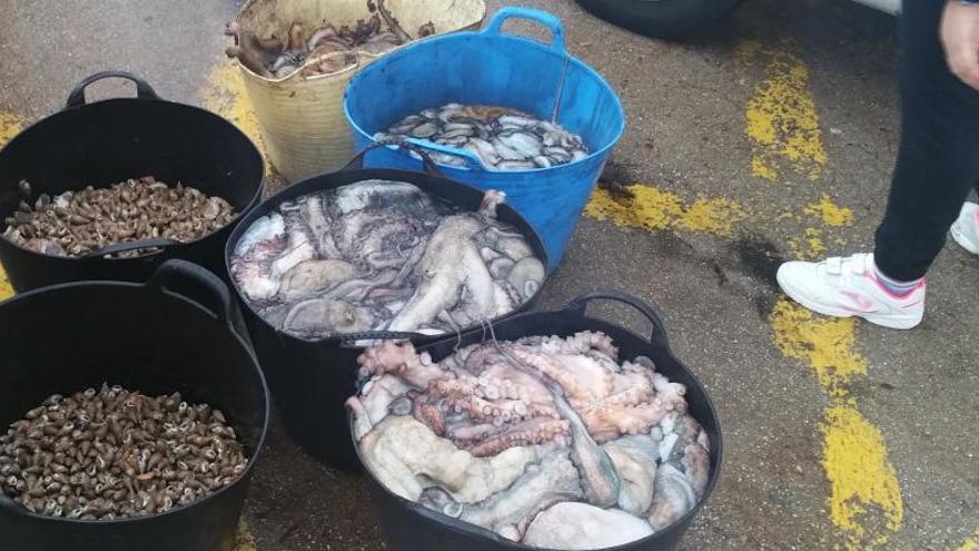 La Guardia Civil requisa 124 kilos de pulpo ilegal en Corcubión