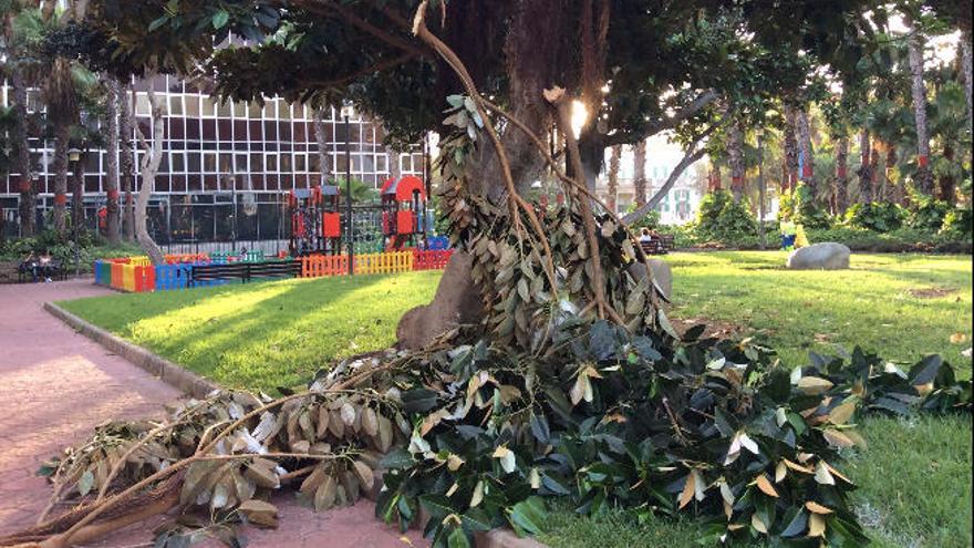 Caen unas ramas cerca de un parque infantil