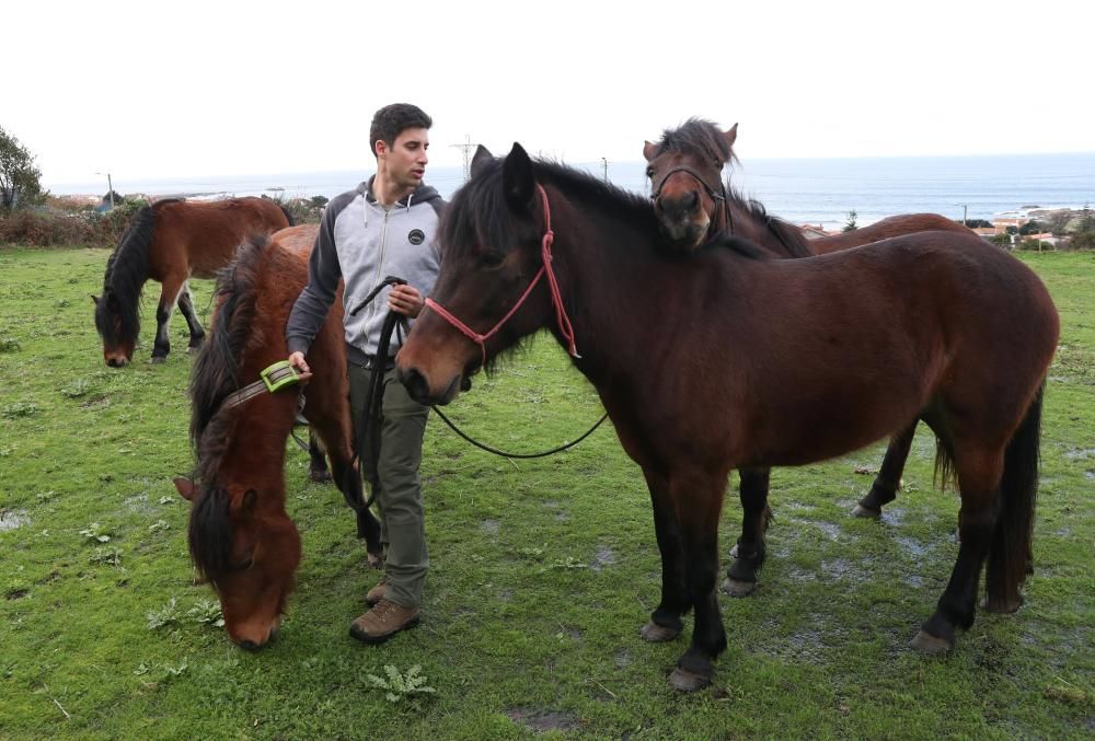 Nace en Oia el primer criadero de caballos gallegos de pura raza de la Serra da Groba