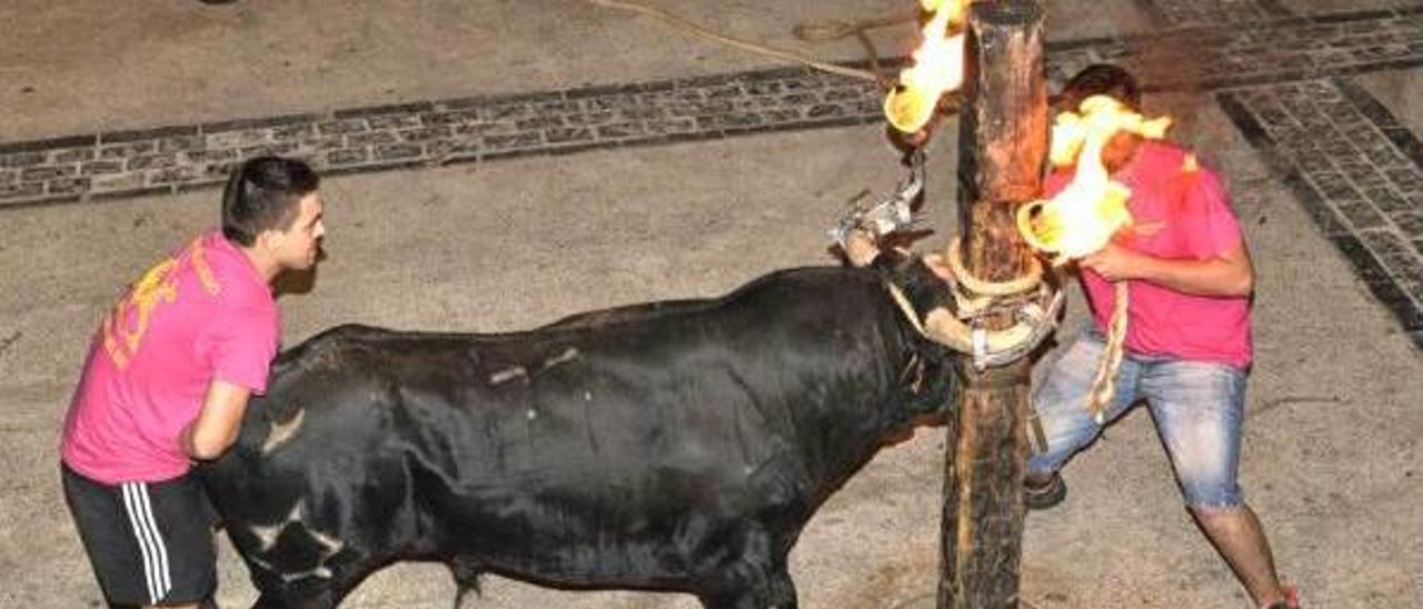 Albalat exhibe un toro bravo de Palha