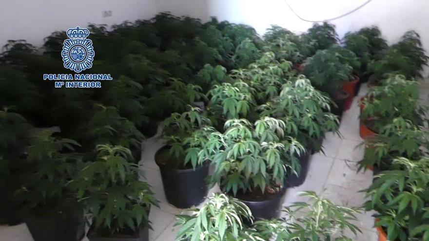 Desmantelan una plantación 'indoor' de marihuana en Alcantarilla